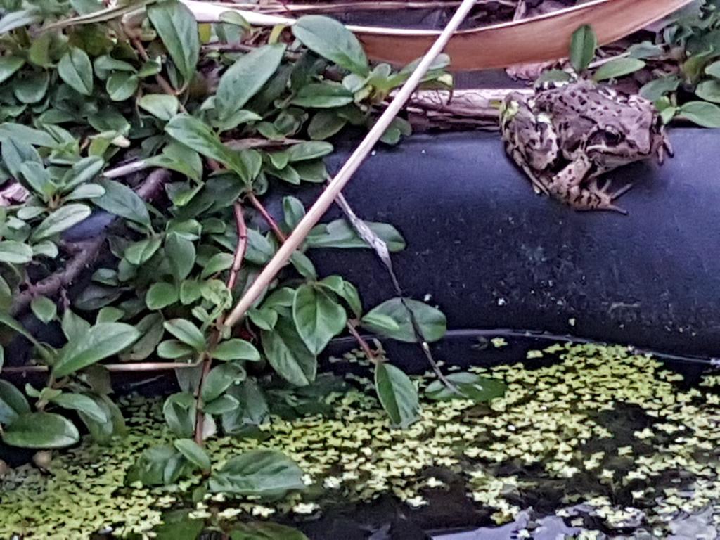Noclegi Biala Roza 博莱斯瓦维茨 外观 照片
